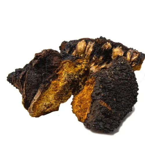 Estratto di fungo chaga - Inonotus obliquus